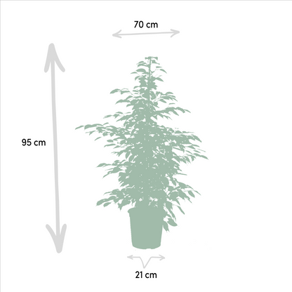 Ficus Benjamina & Microcarpa Mix | Kamerplant