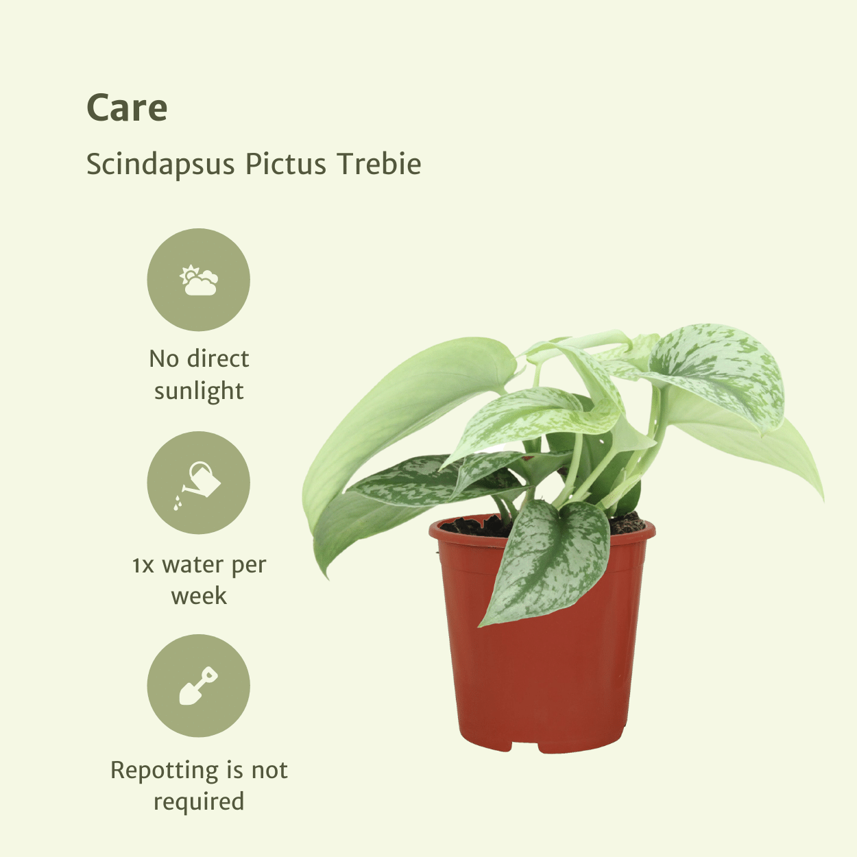 Scindapsus Pictus Trebie Epipremnum, hang- of klimplant in Ø12 cm pot