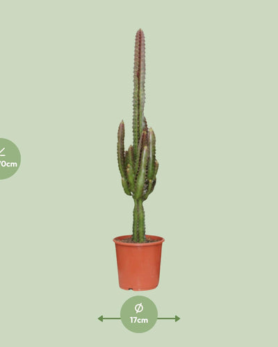 Euphorbia trigona Rubra (Poinsettia / Afrikaanse Melkboom) – kamerplant met levendige rode stelen en groene bladeren – pot Ø17 cm, hoogte ca. 70 cm – tropische, onderhoudsvriendelijke plant voor binnen