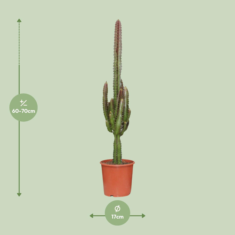 Euphorbia trigona Rubra (Poinsettia / Afrikaanse Melkboom) – kamerplant met levendige rode stelen en groene bladeren – pot Ø17 cm, hoogte ca. 70 cm – tropische, onderhoudsvriendelijke plant voor binnen