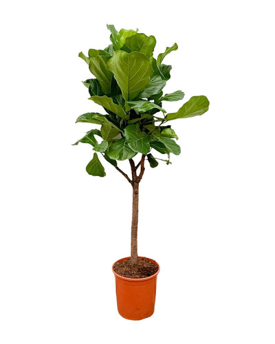 Ficus lyrata Kamerplant | Vioolbladplant - Planttoday