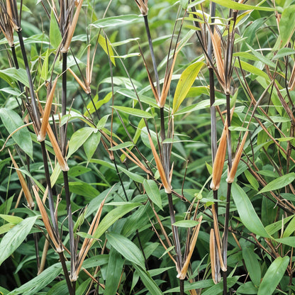 Bamboe Fargesia Black Dragon – 2 Planten
