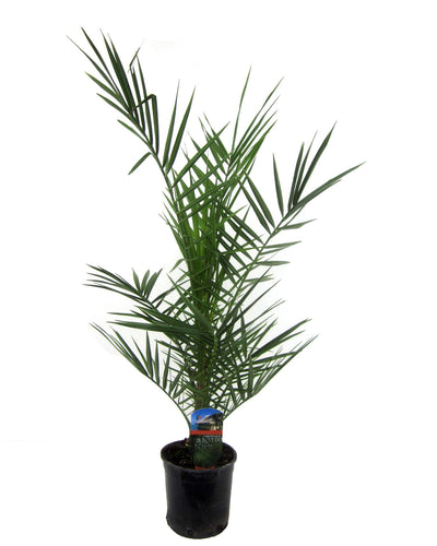 Phoenix Canariensis tropische Canarische dadelpalm