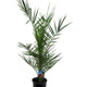 Phoenix Canariensis | palm | indoor or outdoor plant