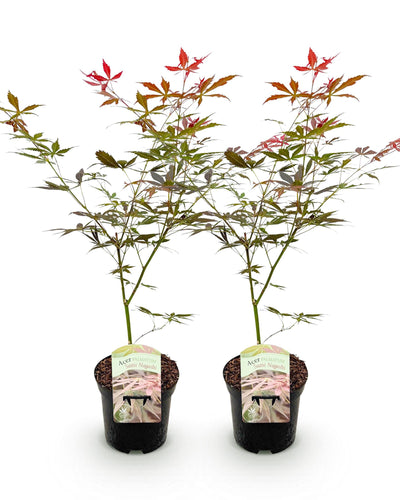 2 x | Japanse Esdoorn | Acer palmatum Sumi-nagashi | Boom