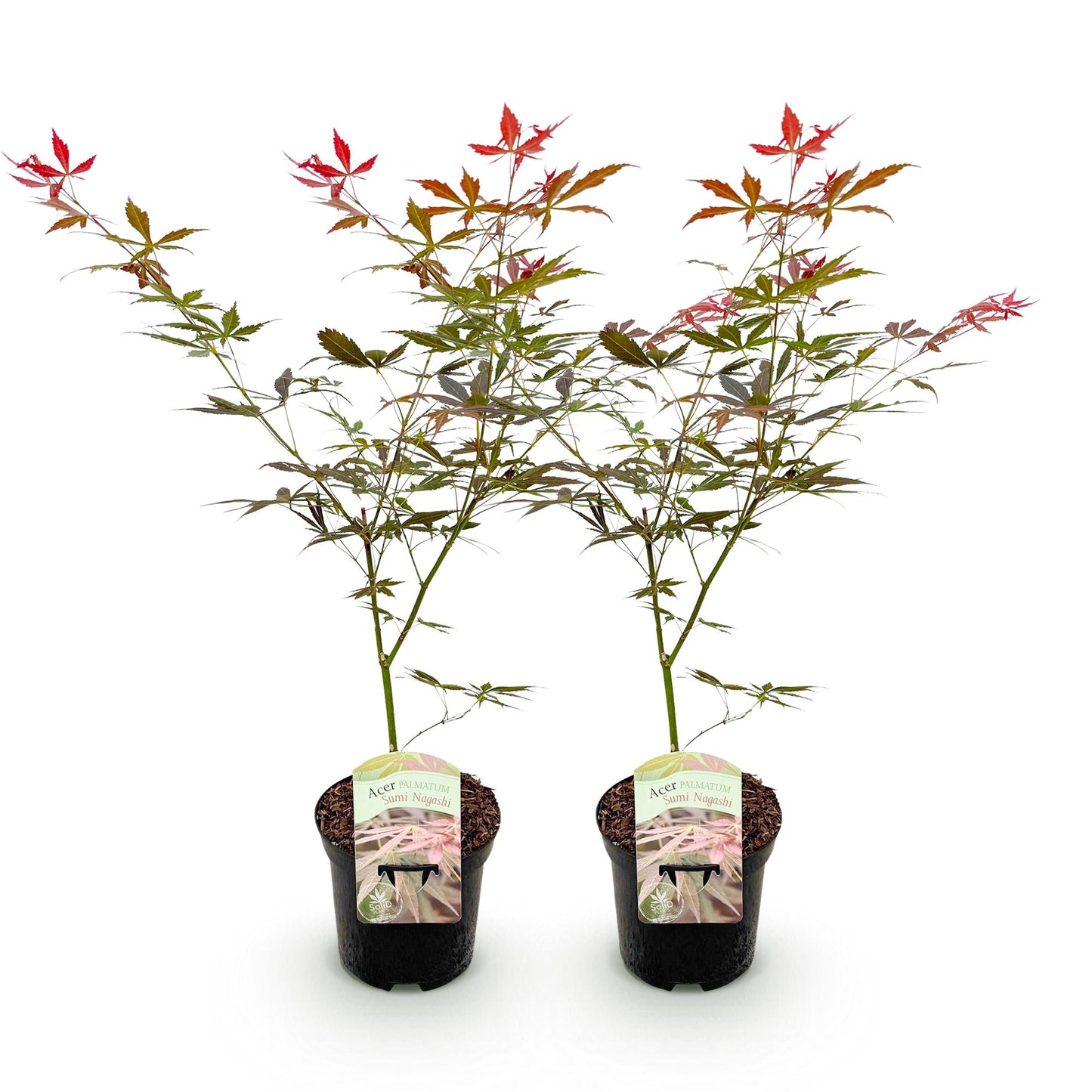 Japanse Esdoorn - Acer palmatum Sumi-nagashi  x 2