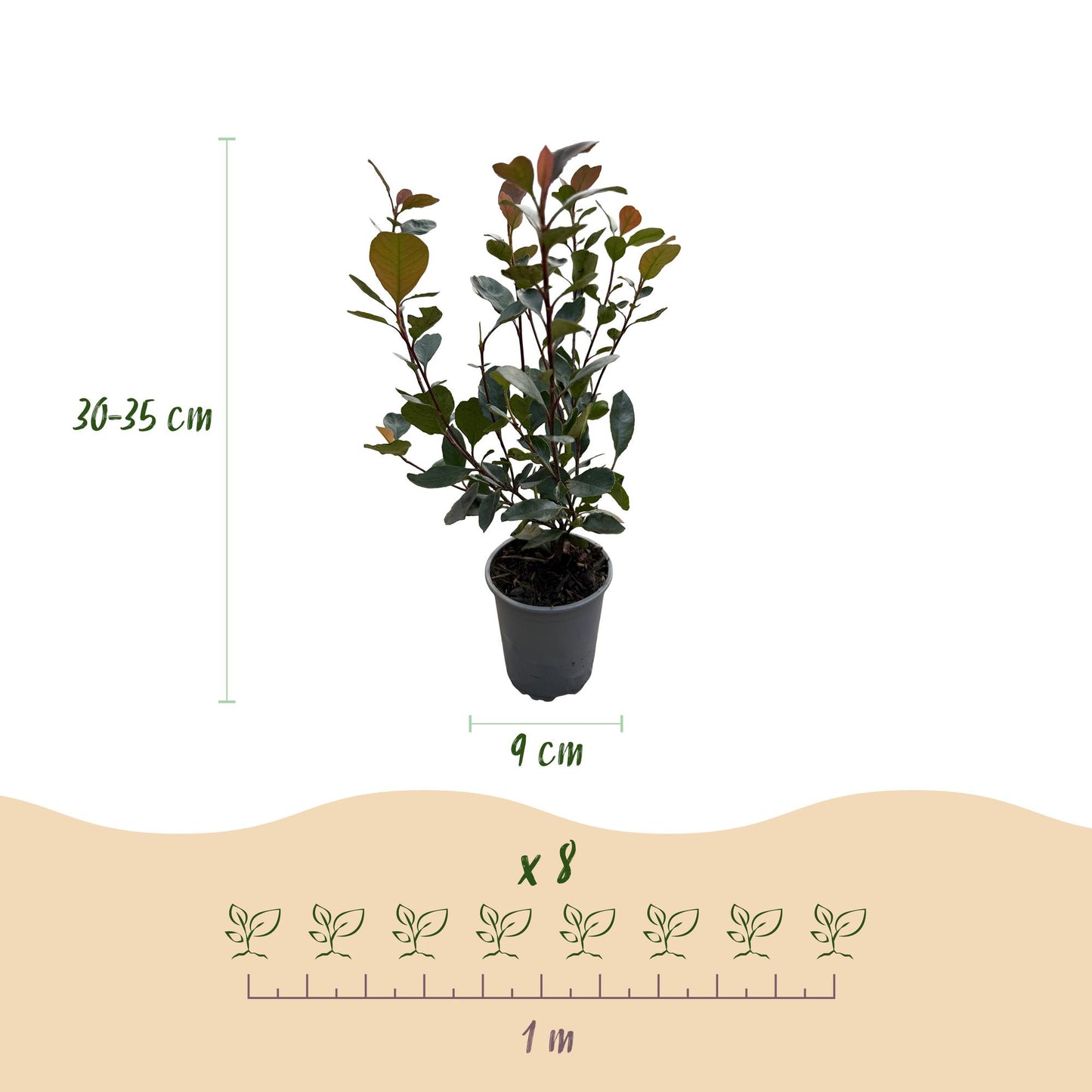 8 x Haagplanten | Photinia Little Red Robin | Blad Rood