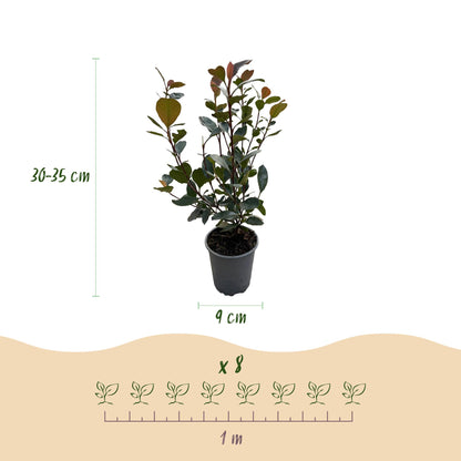 8 x Haagplanten | Photinia Little Red Robin | Blad Rood