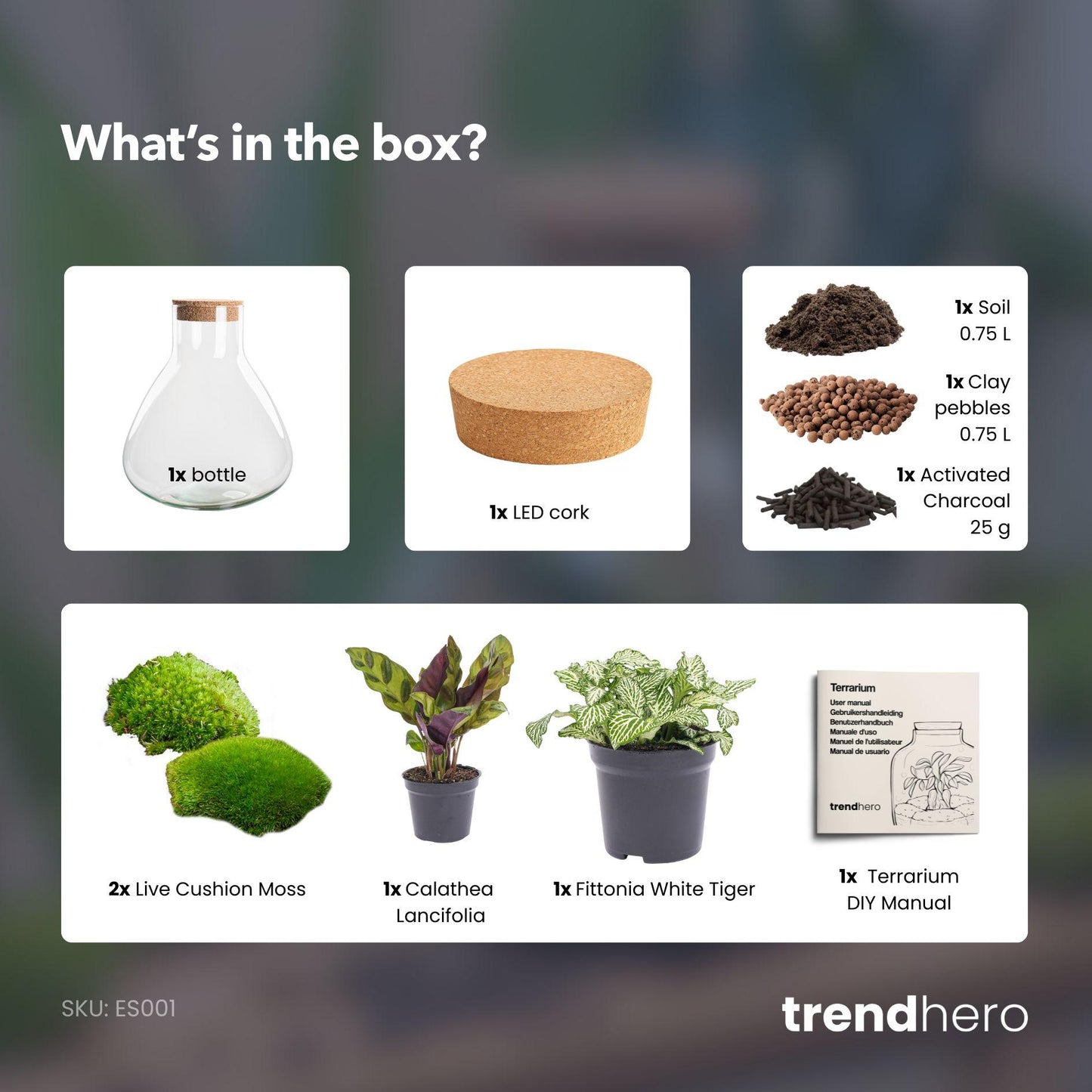 Compact terrarium met Calathea voor decoratief gebruik