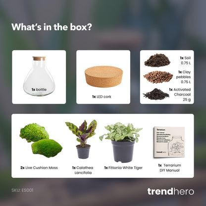 Compact terrarium met Calathea voor decoratief gebruik