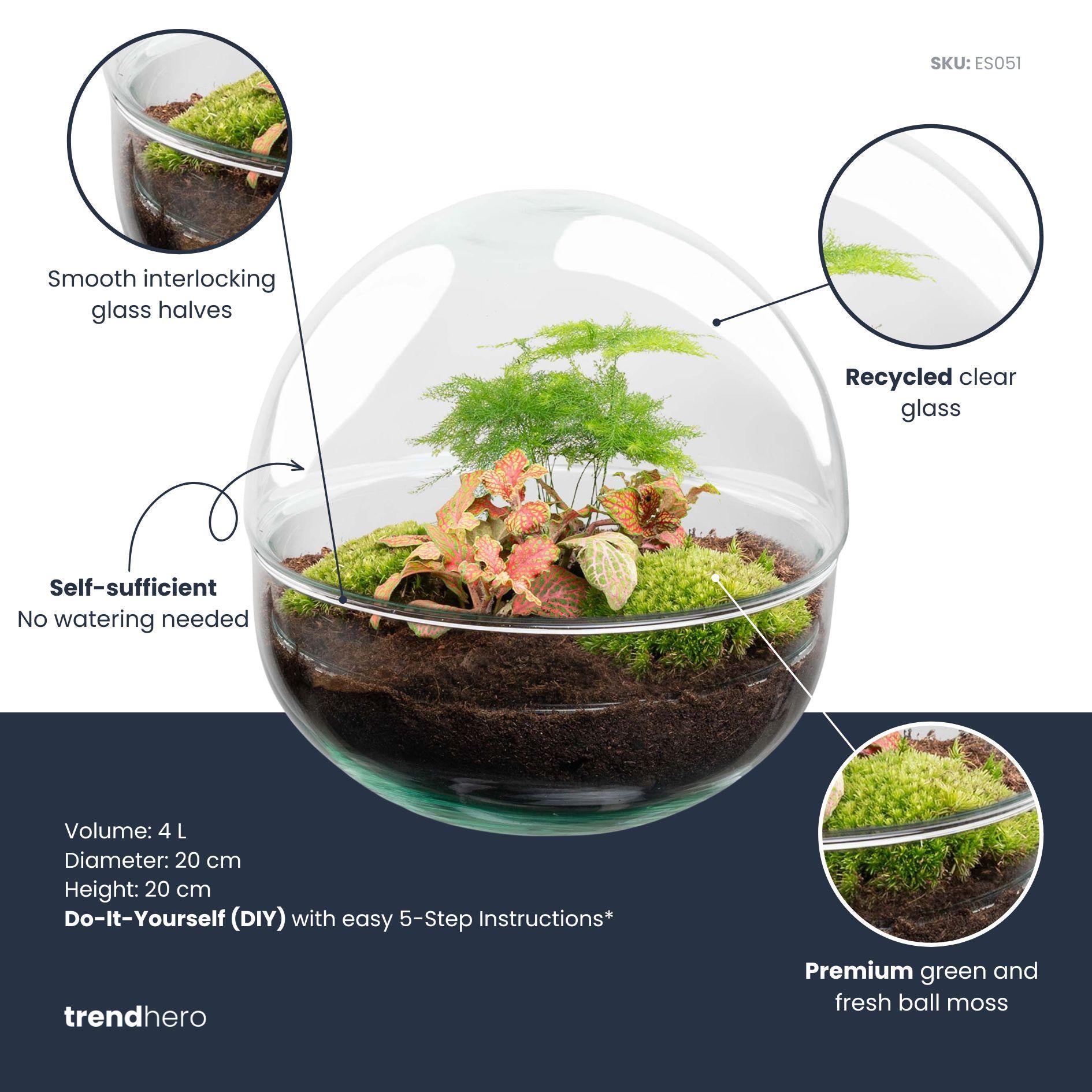 DIY dome terrarium met Fittonia en Asparagus planten