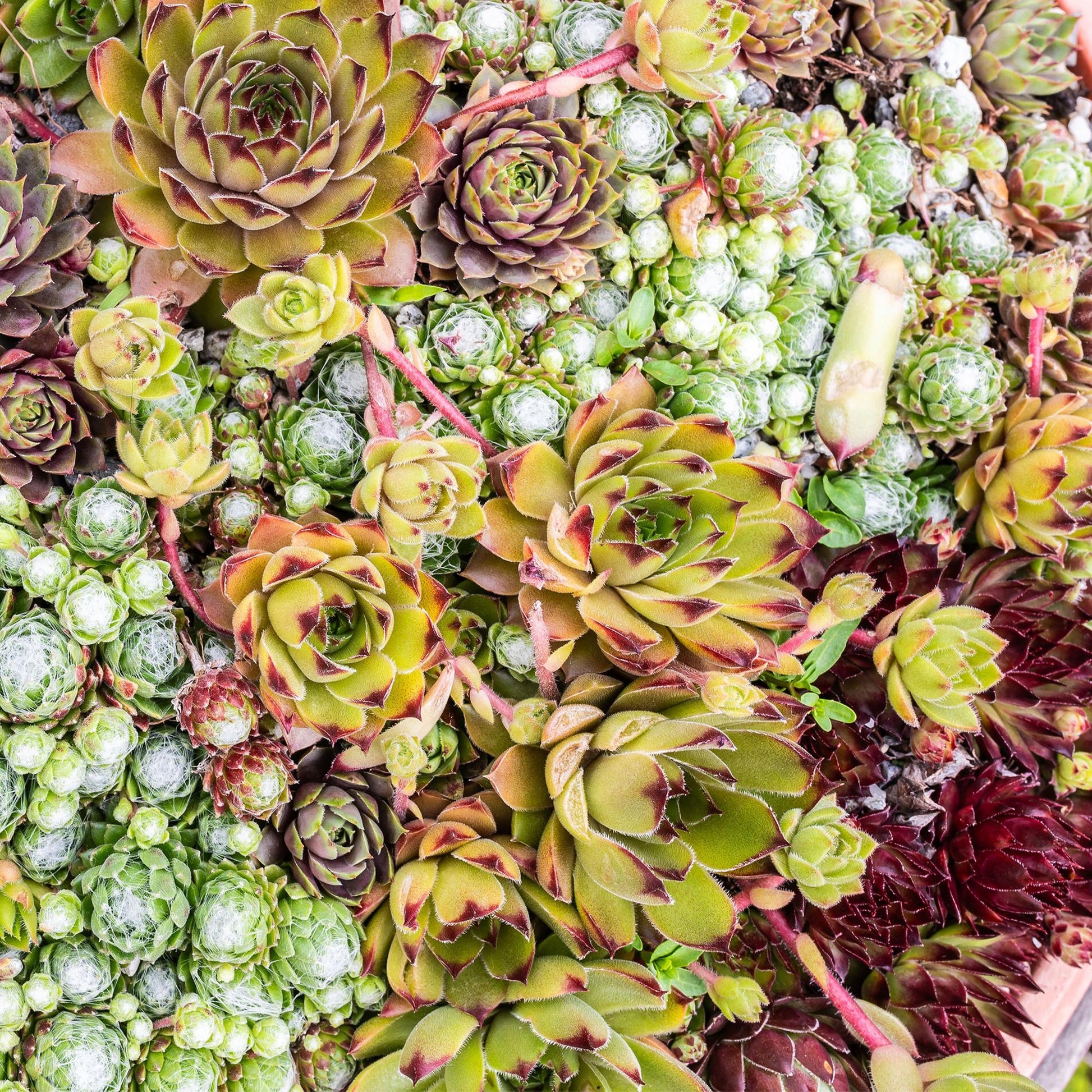 Sempervivum Mix – winterharde bodembedekker met rozetvormige bladeren in groen en purper, 8 planten in pot Ø14 cm, hoogte 17 cm.