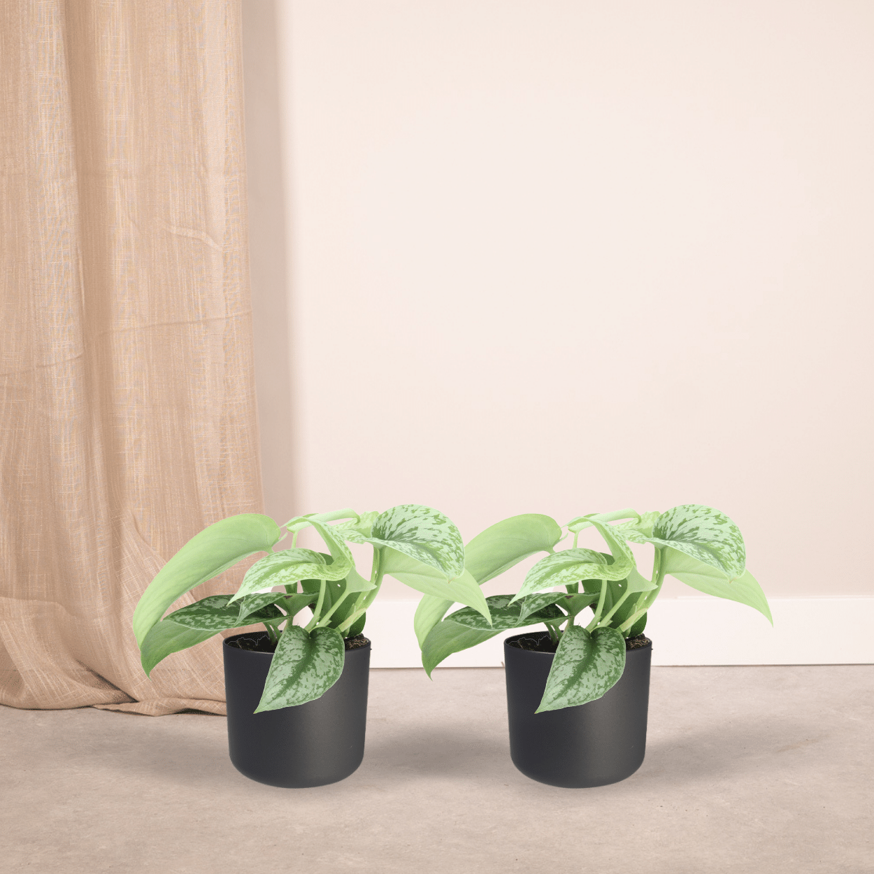 Scindapsus Pictus Trebie Epipremnum, hang- of klimplant in Ø12 cm pot