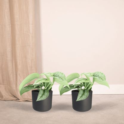 Scindapsus Pictus Trebie Epipremnum, hang- of klimplant in Ø12 cm pot