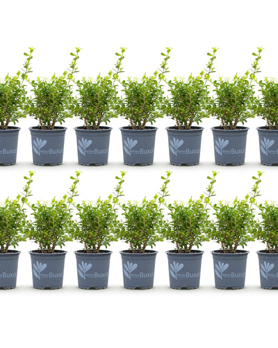 14 x Buxus Haag | BetterBuxus Babylon Beauty | Resistant tegen de Buxus Schimmel