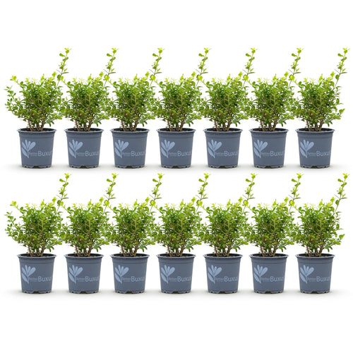 14 x Buxus Haag | BetterBuxus Babylon Beauty | Resistant tegen de Buxus Schimmel