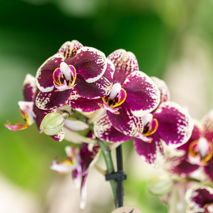 Geel-rode Phalaenopsis orchidee met 2-3 takken in luxe koperkleurige Elite pot (Ø9cm). Brengt direct sfeer en kleur in huis. Planttoday