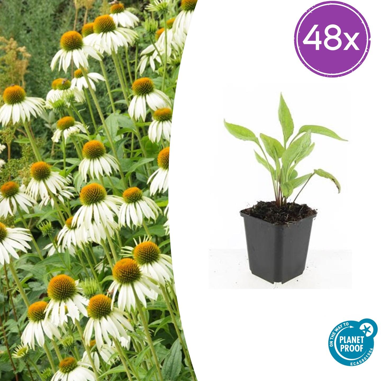 Echinacea purpurea ‘White Swan’ – witte zonnehoed – hoogte 10-25cm – geleverd in pot Ø9cm – bloeit van zomer tot herfst en trekt vlinders aan.