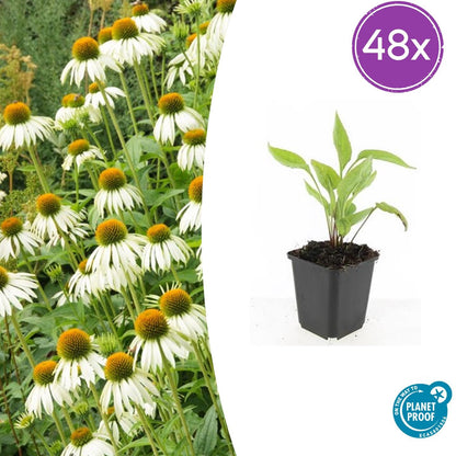 Echinacea purpurea ‘White Swan’ – witte zonnehoed – hoogte 10-25cm – geleverd in pot Ø9cm – bloeit van zomer tot herfst en trekt vlinders aan.