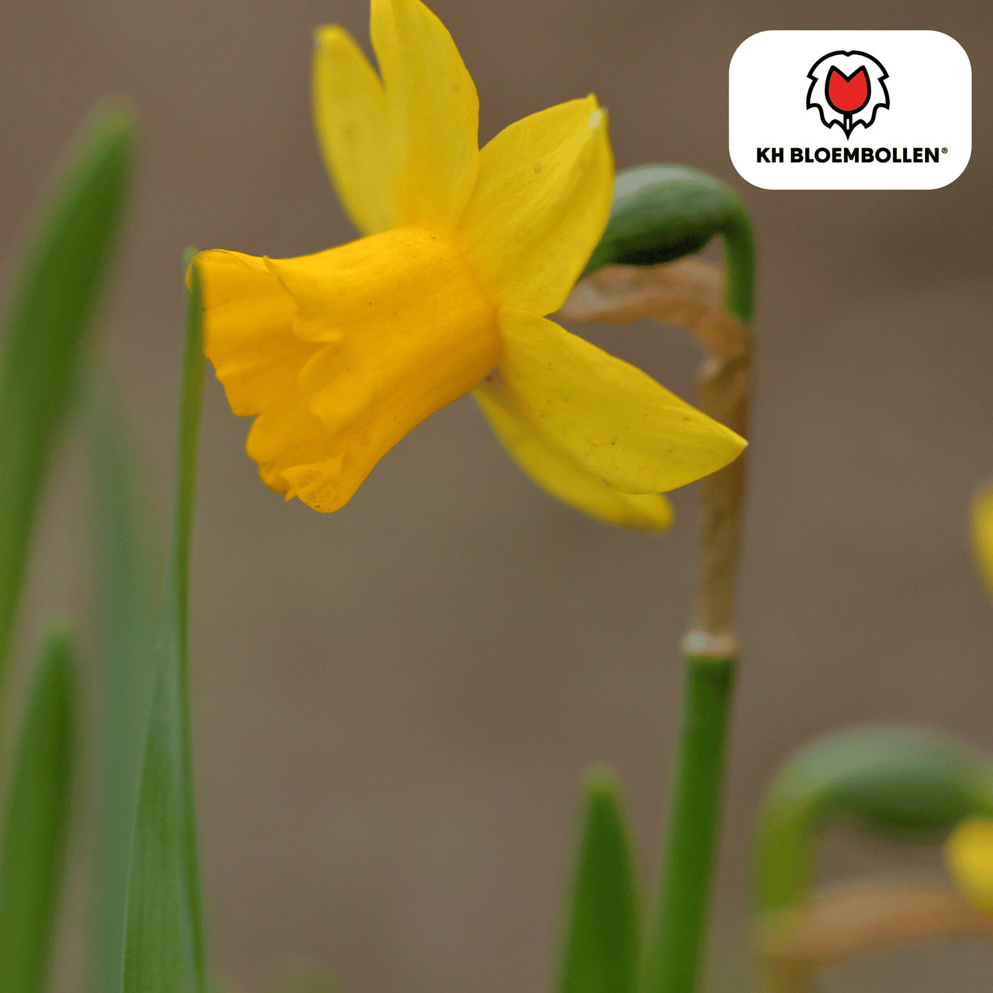Narcis Tête à Tête – 25 bloembollen mini-narcissen met heldergele bloemen – vroege voorjaarsbloeier voor tuin, balkon of potten.