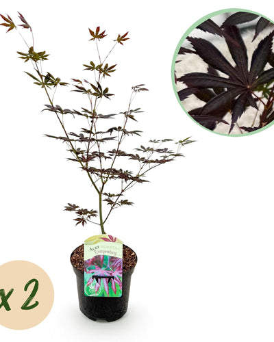 Twee Acer palmatum 'Trompenburg' planten met donkerpaarse, handvormige bladeren in pot – geschikt voor tuin of terras – prachtige herfstkleuren rood en oranje.