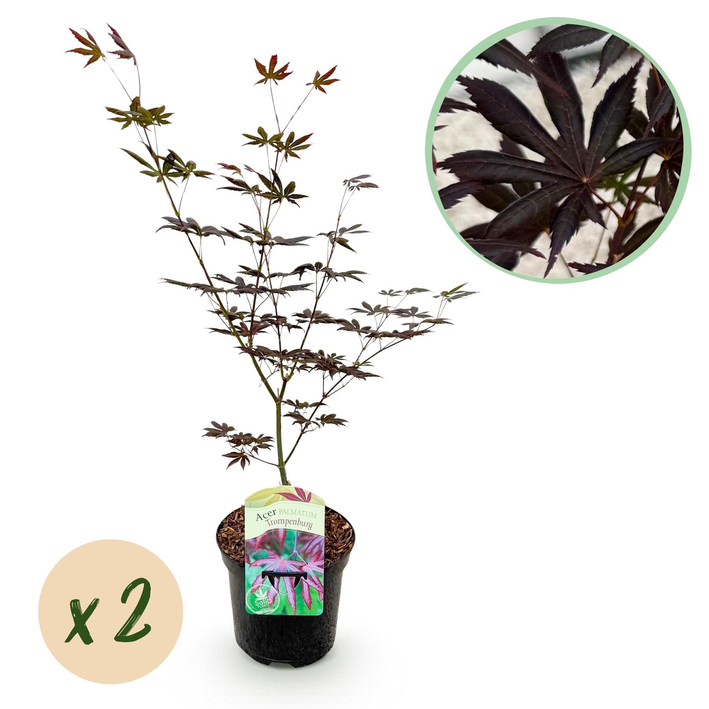 Twee Acer palmatum 'Trompenburg' planten met donkerpaarse, handvormige bladeren in pot – geschikt voor tuin of terras – prachtige herfstkleuren rood en oranje.