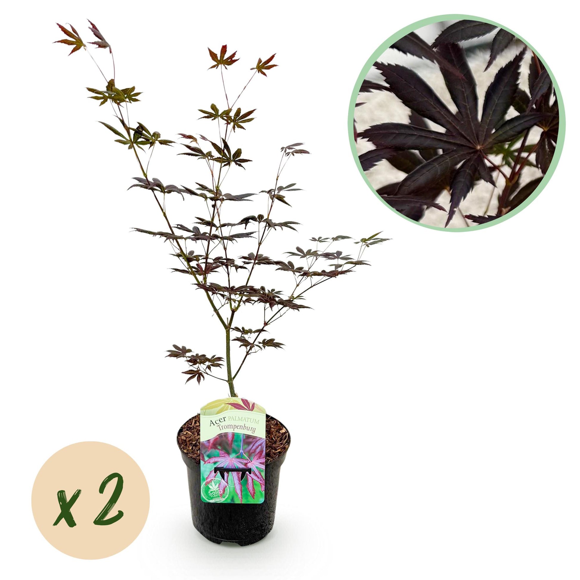 Twee Acer palmatum 'Trompenburg' planten met donkerpaarse, handvormige bladeren in pot – geschikt voor tuin of terras – prachtige herfstkleuren rood en oranje.
