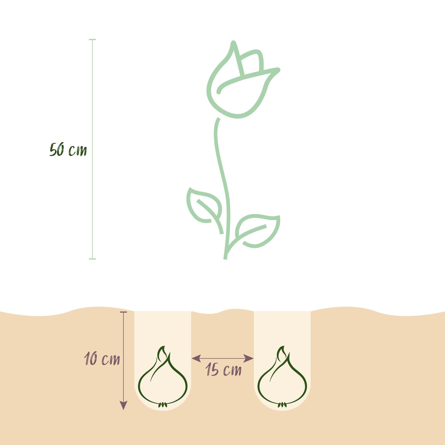 Tulipa Gudoshnik Double | Buitenplant | Tulp Gudoshnik Double – Buitenplant