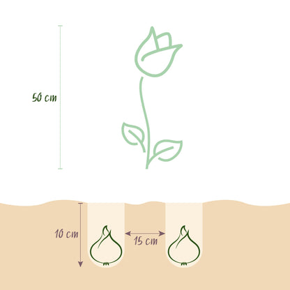 Tulipa Gudoshnik Double | Buitenplant | Tulp Gudoshnik Double – Buitenplant