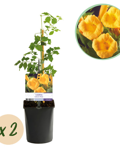 2 x Campsis radicans Flava | Trompetbloem | Geelbloeiend