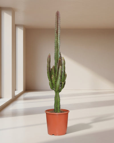 Euphorbia trigona Rubra (Poinsettia / Afrikaanse Melkboom) – kamerplant met levendige rode stelen en groene bladeren – pot Ø17 cm, hoogte ca. 70 cm – tropische, onderhoudsvriendelijke plant voor binnen