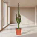 Euphorbia trigona Rubra (Poinsettia / Afrikaanse Melkboom) – kamerplant met levendige rode stelen en groene bladeren – pot Ø17 cm, hoogte ca. 70 cm – tropische, onderhoudsvriendelijke plant voor binnen