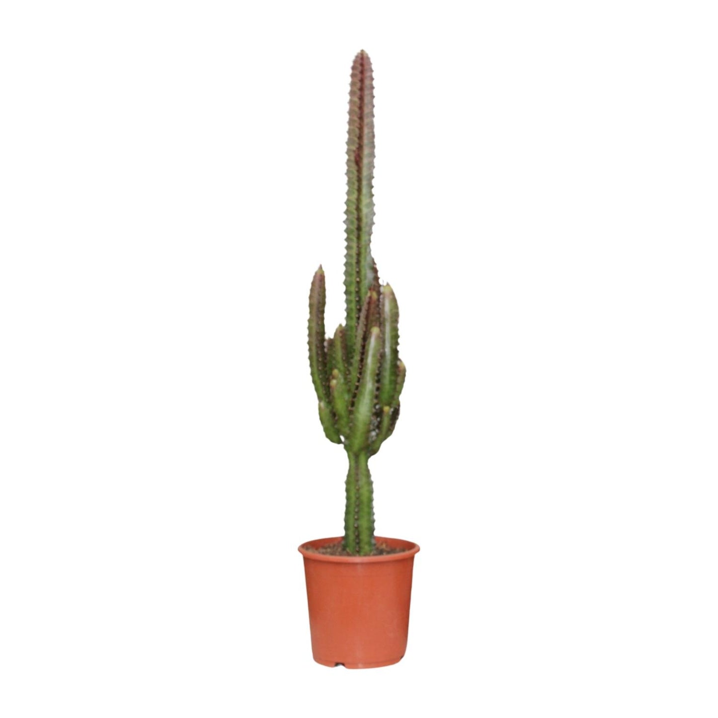 Euphorbia trigona Rubra (Poinsettia / Afrikaanse Melkboom) – kamerplant met levendige rode stelen en groene bladeren – pot Ø17 cm, hoogte ca. 70 cm – tropische, onderhoudsvriendelijke plant voor binnen