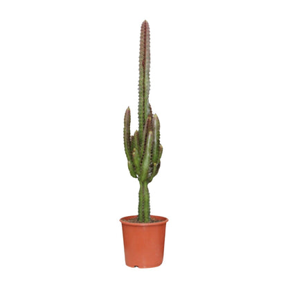 Euphorbia trigona Rubra (Poinsettia / Afrikaanse Melkboom) – kamerplant met levendige rode stelen en groene bladeren – pot Ø17 cm, hoogte ca. 70 cm – tropische, onderhoudsvriendelijke plant voor binnen