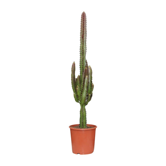 Euphorbia trigona Rubra (Poinsettia / Afrikaanse Melkboom) – kamerplant met levendige rode stelen en groene bladeren – pot Ø17 cm, hoogte ca. 70 cm – tropische, onderhoudsvriendelijke plant voor binnen