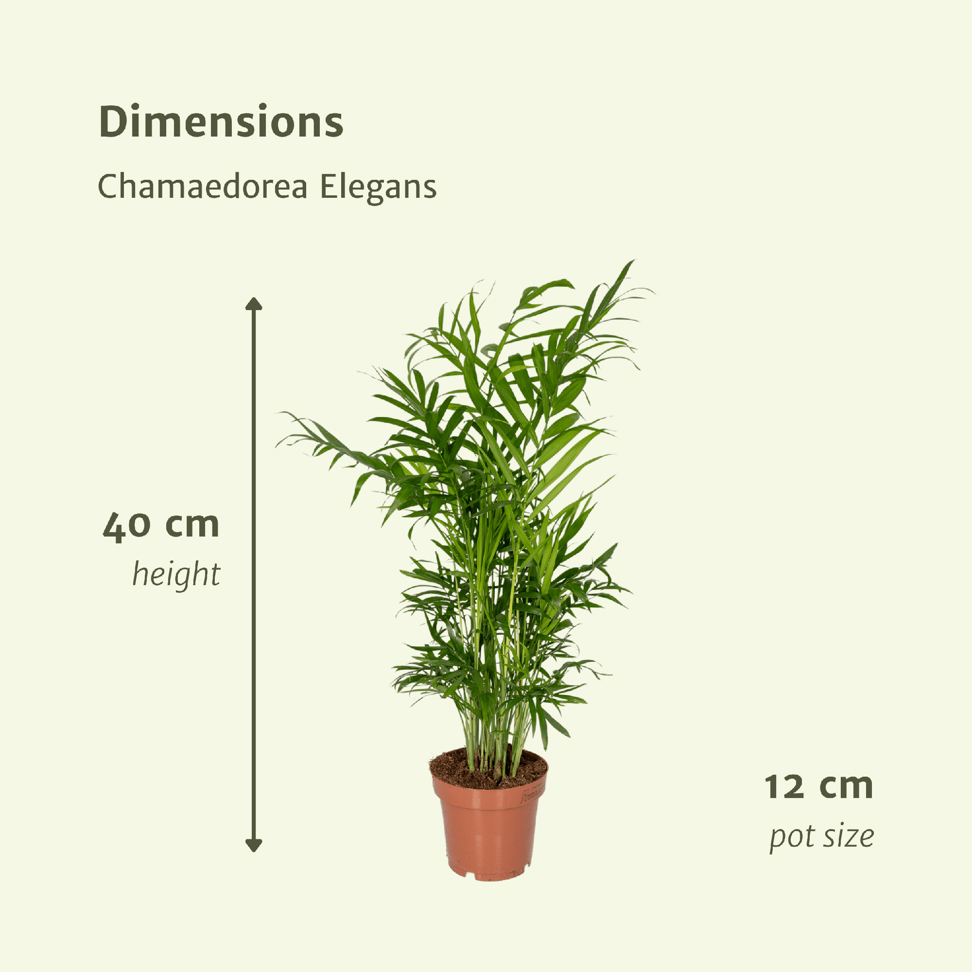 Chamaedorea Elegans (Mexicaanse Bergpalm) – 2 stuks, hoogte 40cm, pot Ø12cm – sierlijke groene bladeren, ideaal voor binnen.