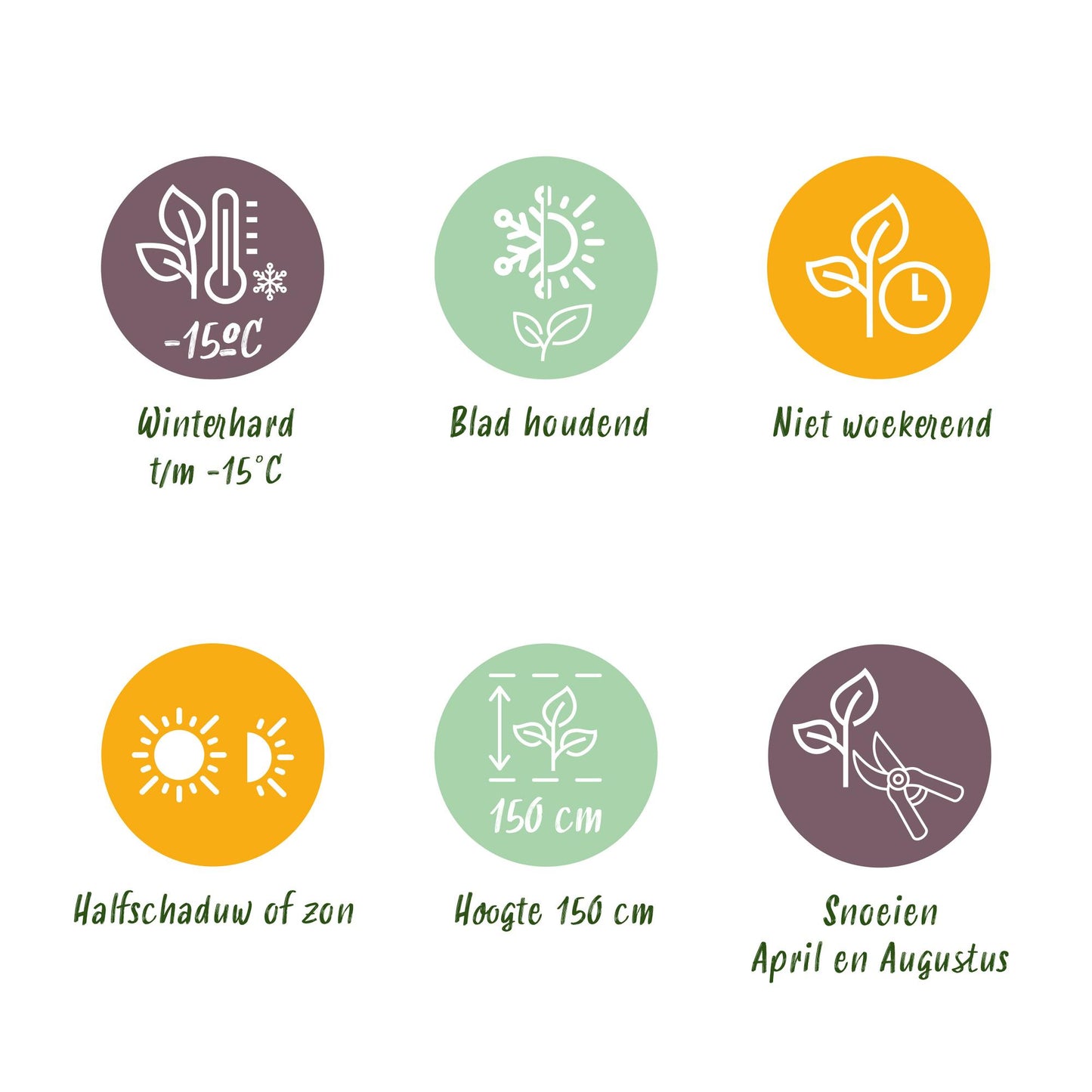 8 x Haagplanten | Photinia Little Red Robin | Blad Rood