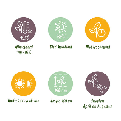 8 x Haagplanten | Photinia Little Red Robin | Blad Rood