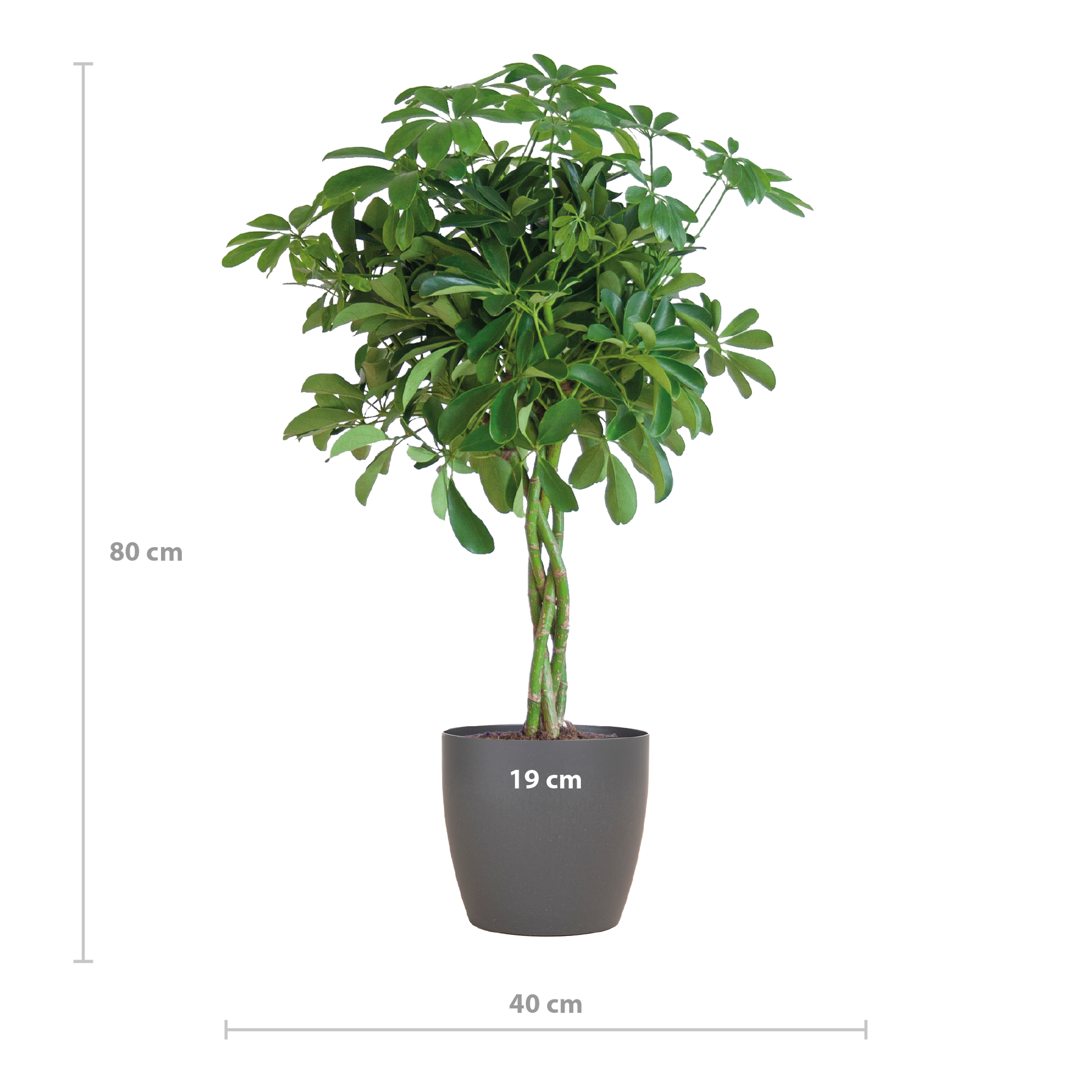 Schefflera Arboricola Nora Vingerplant in grijze Viber pot – 70 cm hoog
