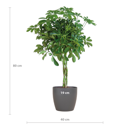 Schefflera Arboricola Nora Vingerplant in grijze Viber pot – 70 cm hoog