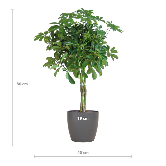Schefflera Arboricola Nora Vingerplant in grijze Viber pot – 70 cm hoog