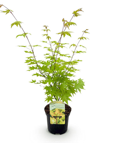 Acer palmatum Summergold – Stralende goudgele pracht