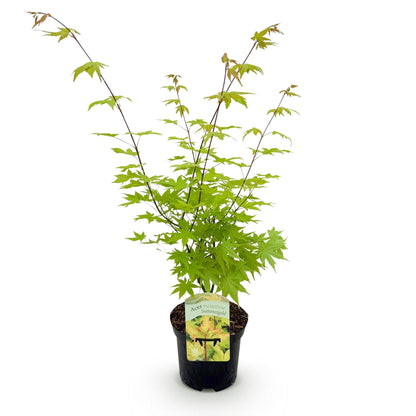 Japanischer Ahorn - Acer palmatum Summergold 1 Pflanze
