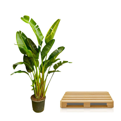 Belangrijkste kenmerken
Bladeren: De bladeren van de Strelitzia augusta lijken op die van een bananenplant en scheuren na verloop van tijd in. Dit is een natuurlijk proces en draagt bij aan de robuuste uitstraling van de plant.
Bloei: In vergelijking met de Strelitzia nicolai bloeit de augusta minder vaak binnenshuis. Als hij wel bloeit, produceert hij prachtige witte bloemen. Geduld is wel vereist, want het kan enkele jaren duren voordat de plant voor het eerst bloeit.
Grootte: De Strelitzia augusta is de 