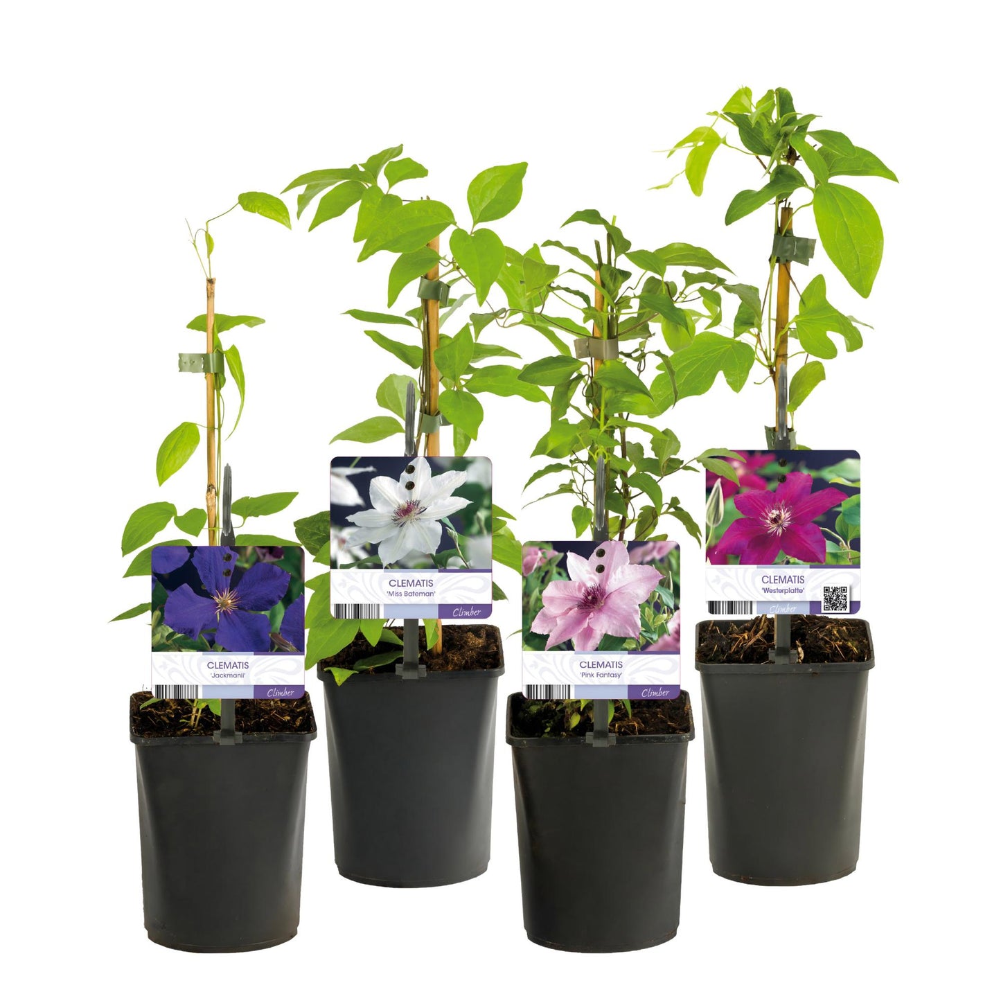 Kleurrijke Clematis Rainbow klimplant met roze, wit, paars en rood