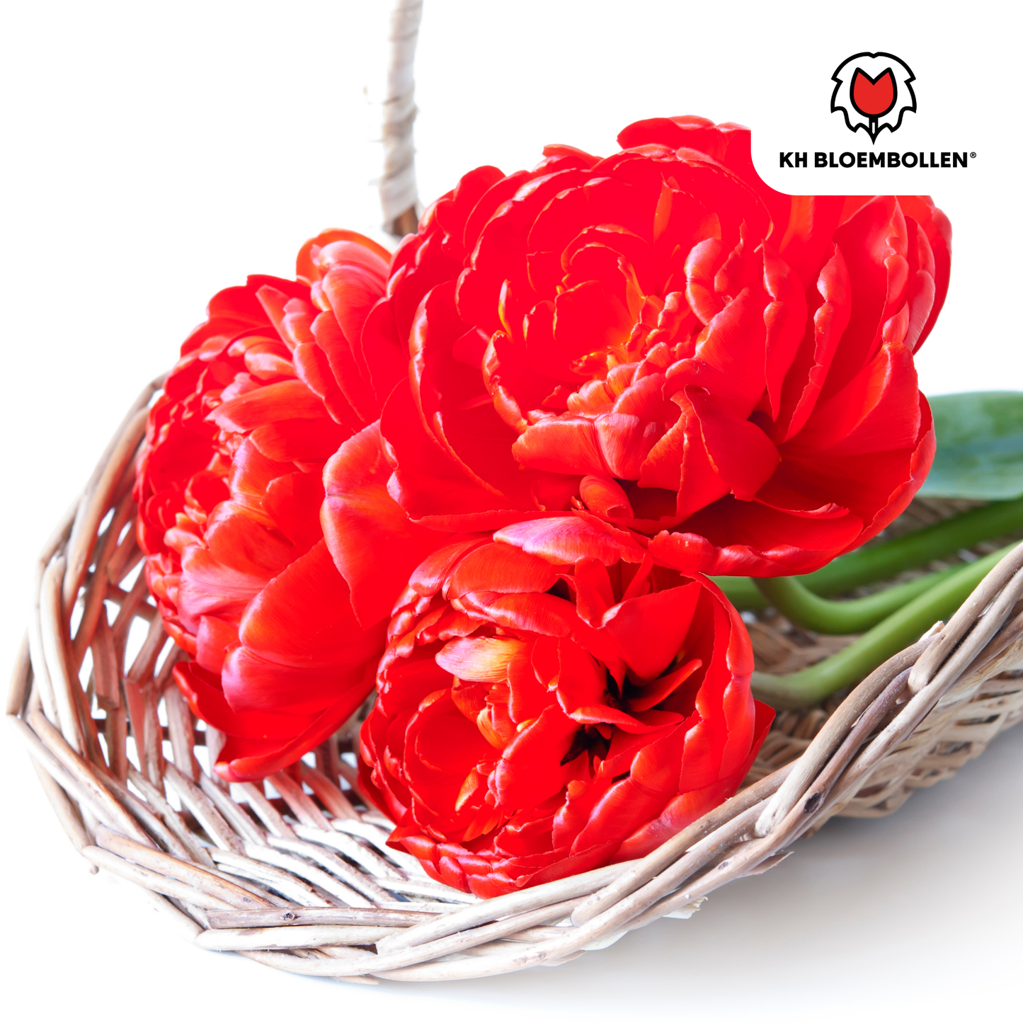 Tulpenbollen Bombastic Red – 20 stuks | Rode Pioentulp Dubbelbloemig