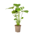 Monstera Deliciosa Tauerii | Kamerplant | Gatenplant