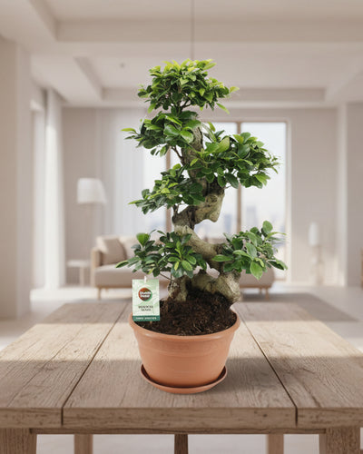 Grote kamerplant met sierlijke wortels voor interieur en kantoor