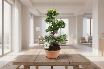 Grote kamerplant met sierlijke wortels voor interieur en kantoor