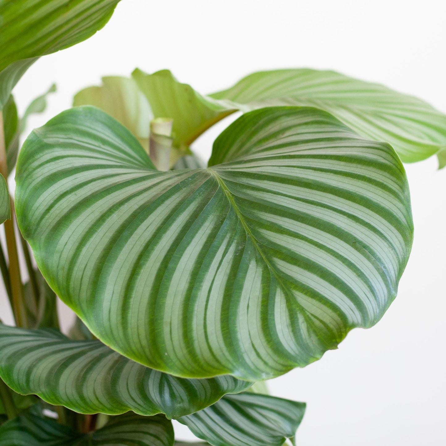 Calathea orbifolia | met pot Viber wit | kamerplant